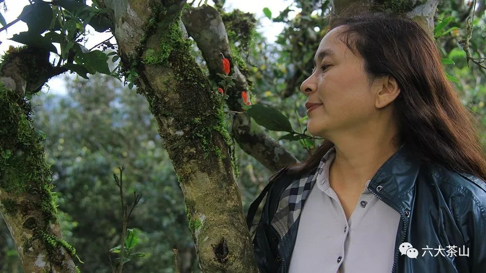 “一紙調令”開啟勐海茶廠普洱茶時代